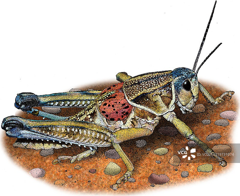 平原大蝗图片素材