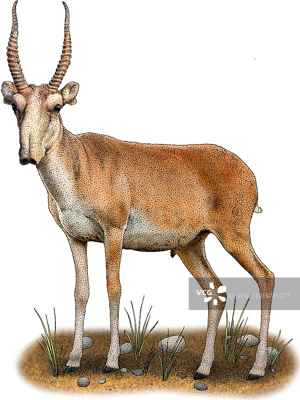 赛加羚羊图片素材