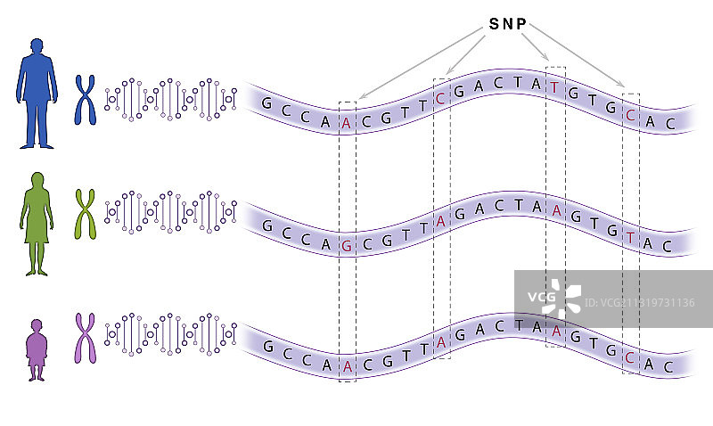 单核苷酸多态性（SNP）图片素材
