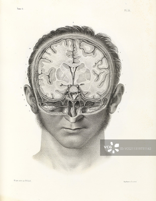 1844年大脑垂直剖面图图片素材