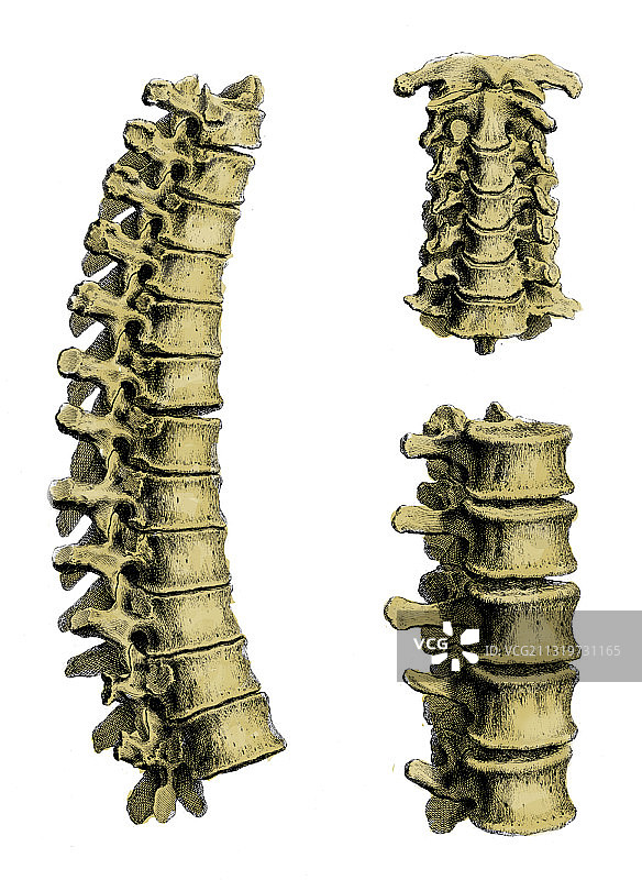 威廉·切塞尔登：《骨骼学》，1733图片素材