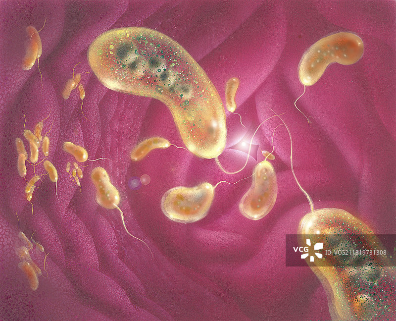 霍乱弧菌图片素材