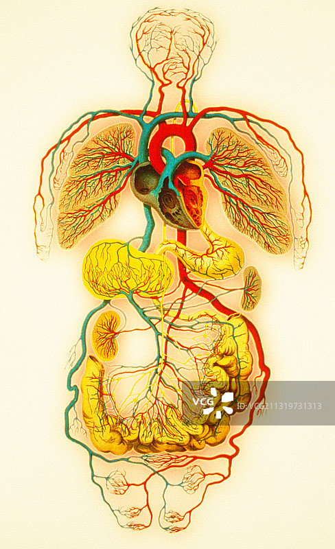 循环系统图片素材
