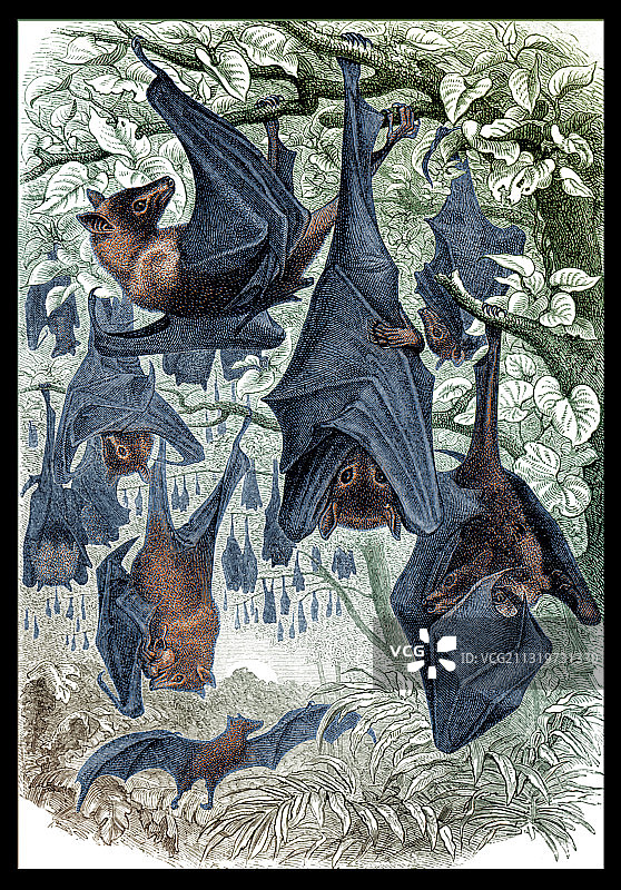 飞狐插画图片素材