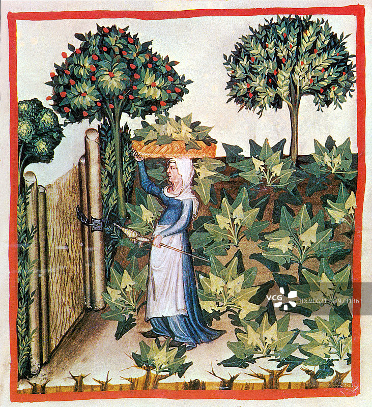 《健康之书》中的菠菜图片素材