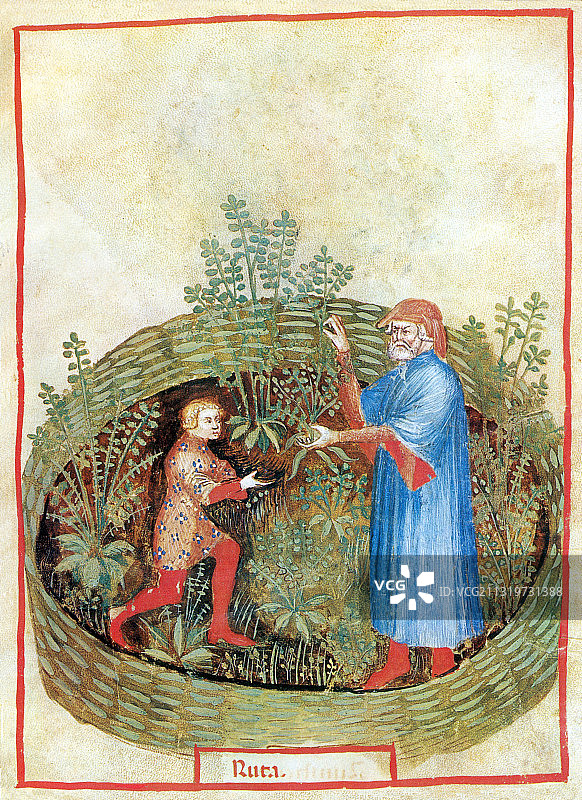 《Tacuinum Sanitatis》中的Rue图片素材