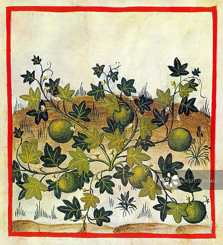 《健康之书》：印度或巴勒斯坦甜瓜图片素材