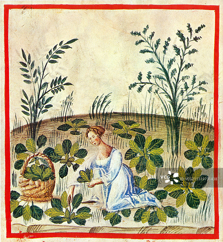 《养生药典》甜菜图片素材