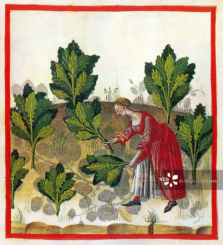 《 Tacuinum Sanitatis 》：卷心菜图片素材