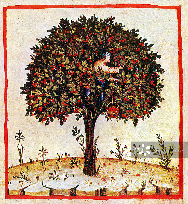 《保健书》中的酸樱桃图片素材