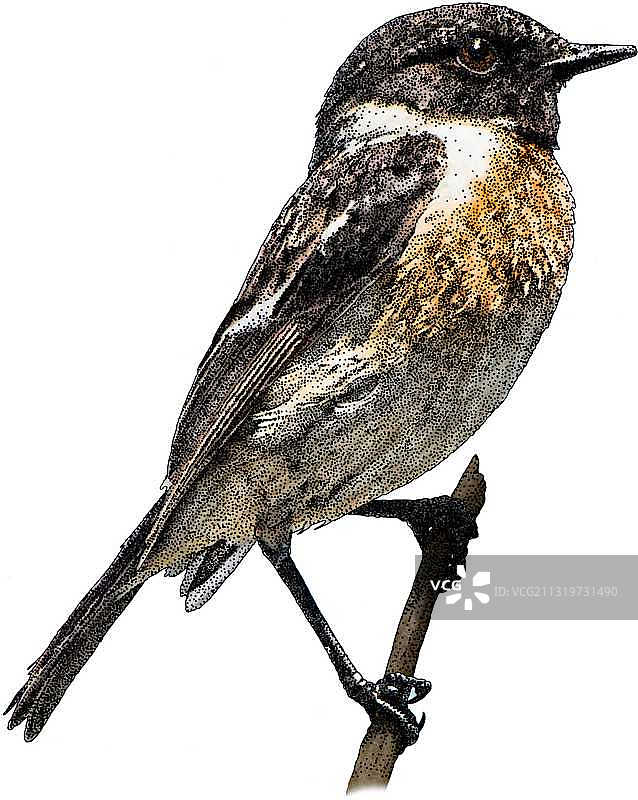 欧洲石鵖图片素材