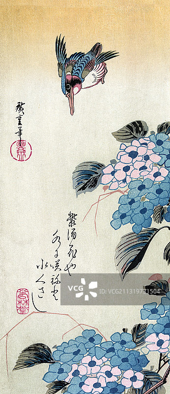 19世纪的绣球花上的翠鸟图片素材