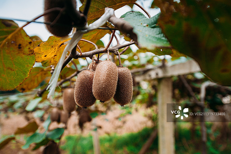 猕猴桃果树果林水果图片素材