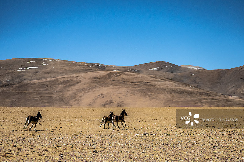 野毛驴图片素材