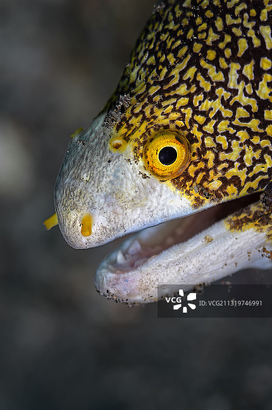 菲律宾中部维萨亚斯道因的蜥蜴特写图片素材