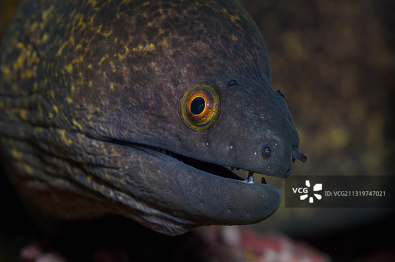 蜥蜴特写，本托哈鲁，南苏拉威西，印度尼西亚图片素材
