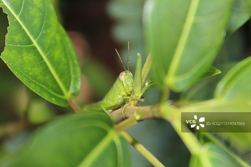昆虫在植物上的特写图片素材