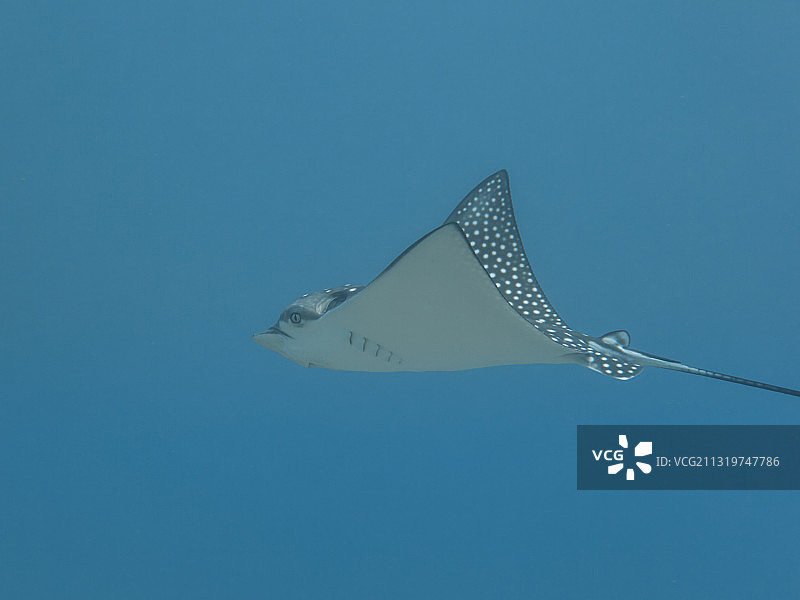 仰视在蔚蓝天空飞舞的风筝图片素材