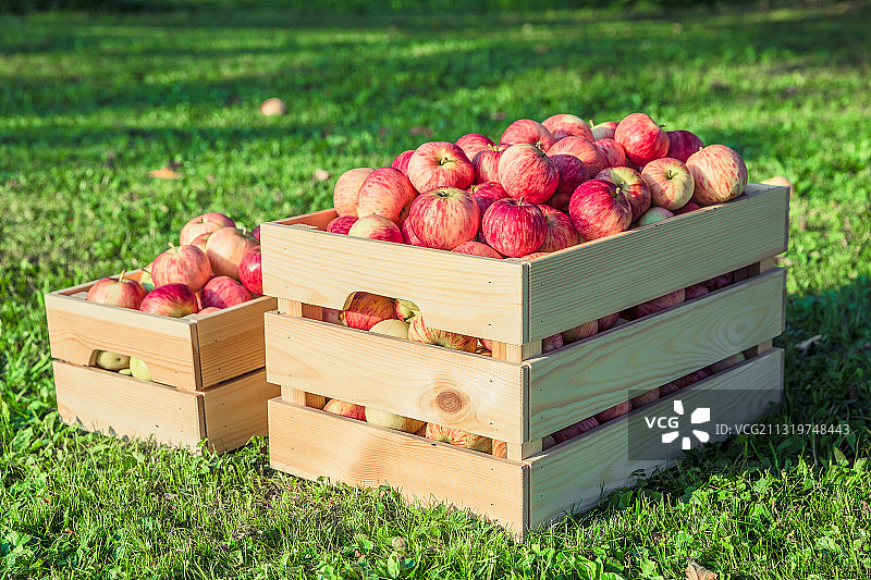 田野板条箱中的苹果特写图片素材