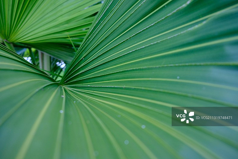 棕榈树叶全画幅照片图片素材
