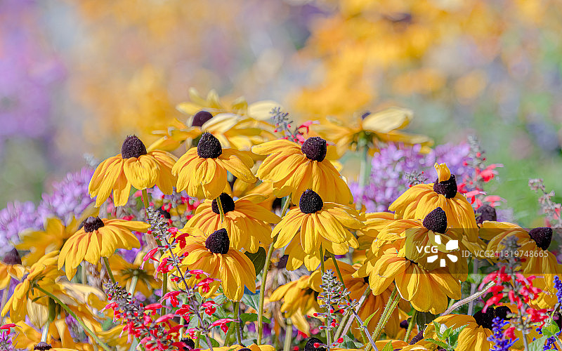 德国康斯坦茨黄色花卉植物特写图片素材