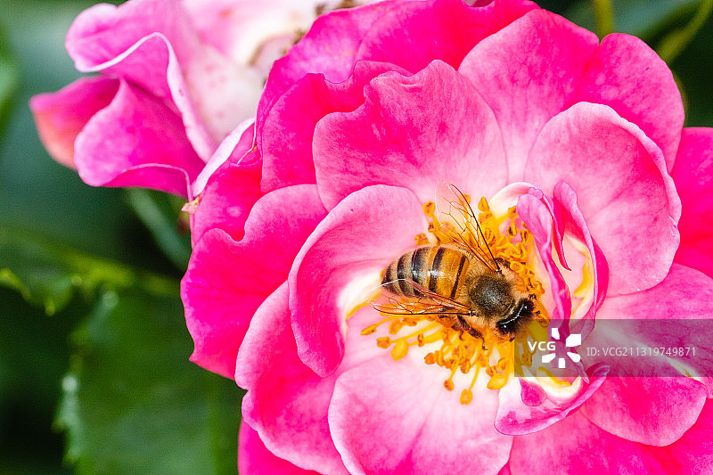 波兰华沙的粉色花朵上采蜜的蜜蜂特写图片素材