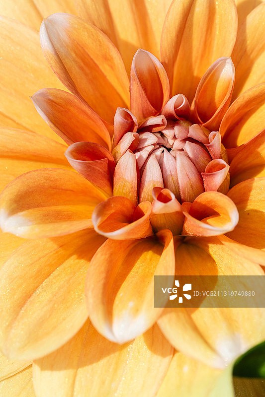 波兰华沙大丽花特写图片素材