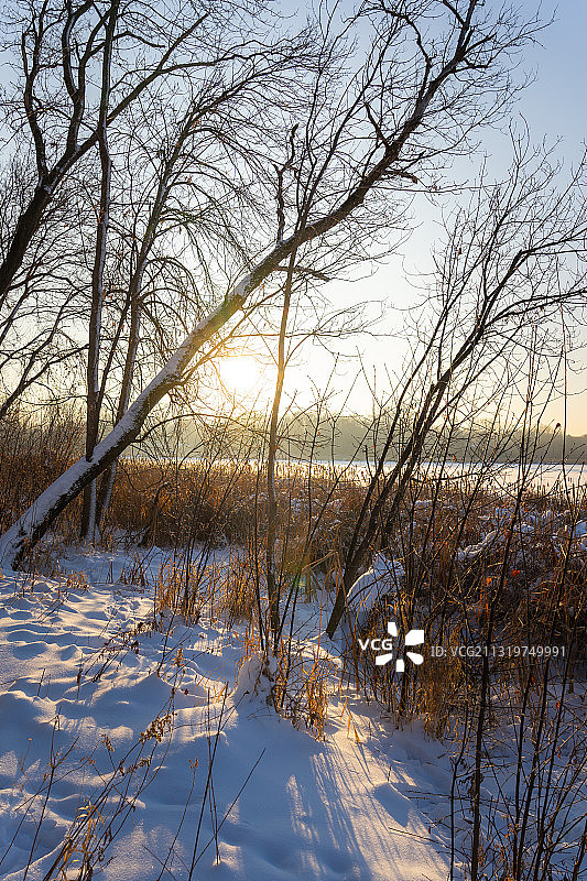 美国明尼阿波利斯雪原上的树木图片素材