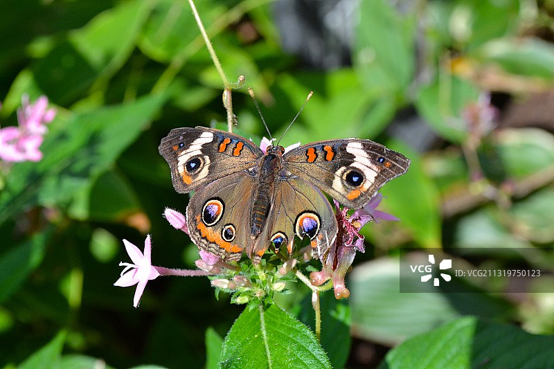 蝴蝶在花上授粉的特写图片素材