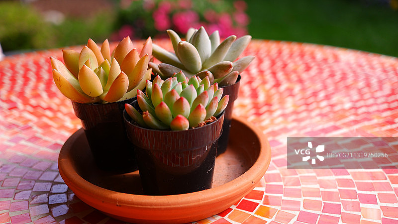 桌子上多肉植物的特写图片素材