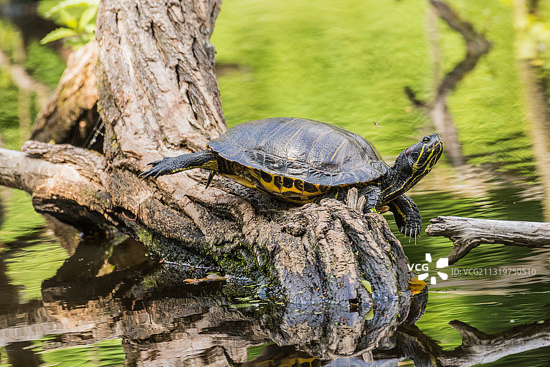 德国埃森的树干上的滑龟特写图片素材