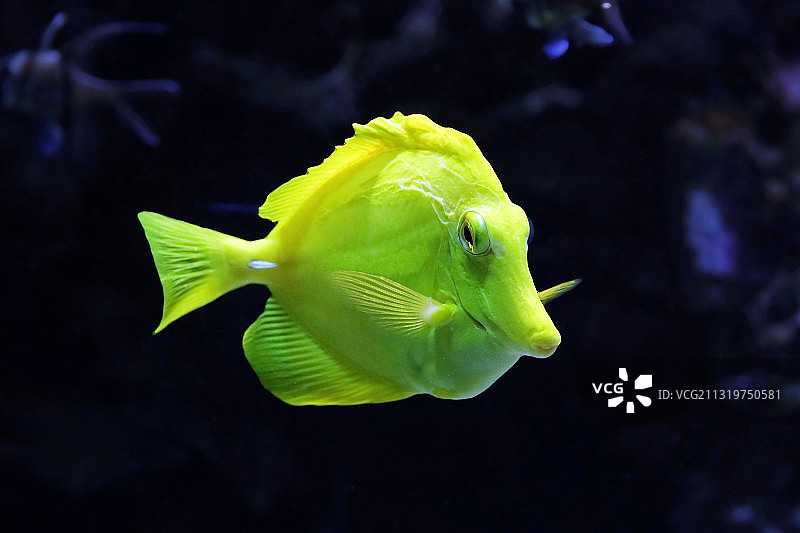 德国伍珀塔尔的热带海水黄高鳍刺尾鱼特写图片素材