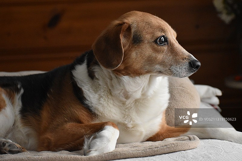 在家中床上坐着的比格犬特写图片素材