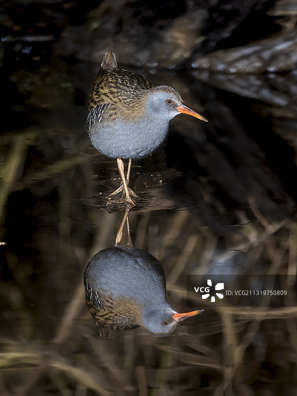 栖息在湖上的鸟类特写，西班牙萨拉曼卡图片素材