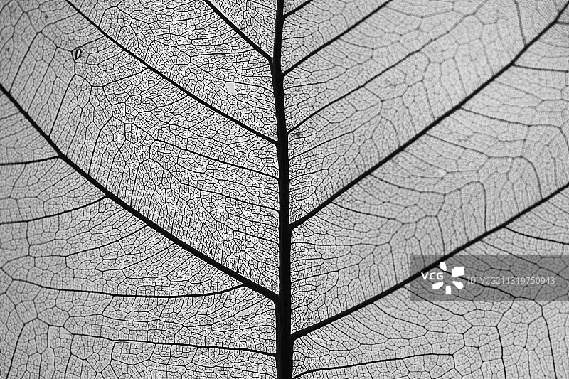 叶子特写镜头图片素材