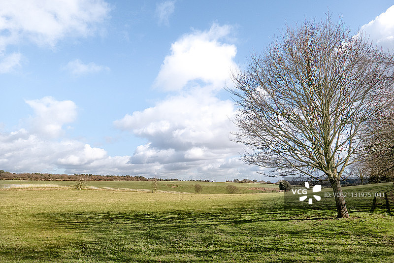 英国柴郡的田野树木景观图片素材