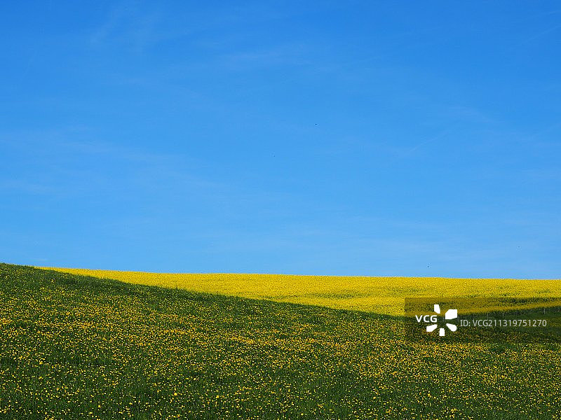 德国萨尔兰油菜籽田风光图片素材