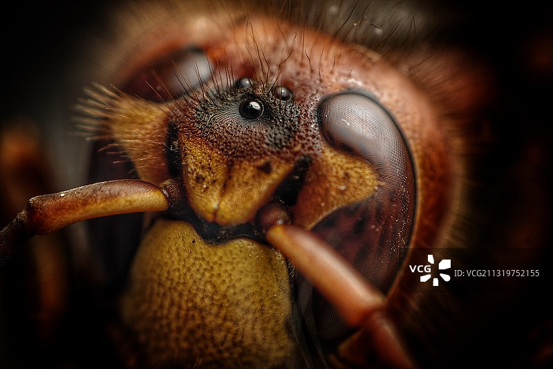 特写的昆虫图片素材