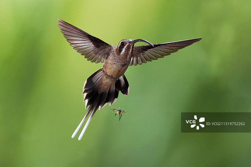 哥斯达黎加户外飞舞的蜂鸟特写图片素材