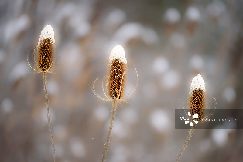 蓟的特写，美国纽约州南威尔士图片素材