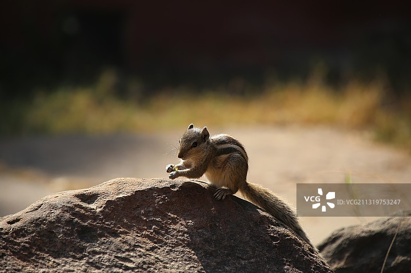 印度德里岩石上的松鼠特写图片素材