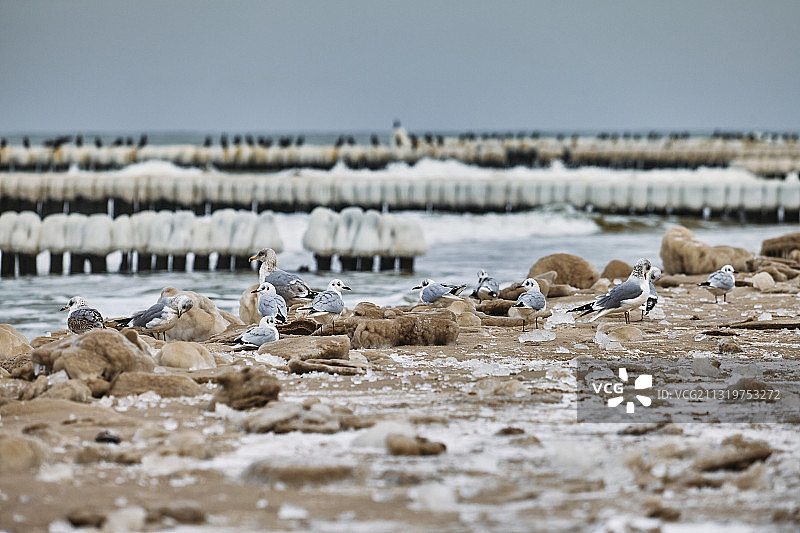 波兰海滩上的鸟类特写图片素材