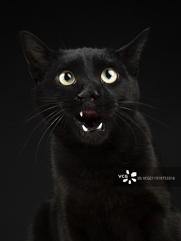 马德里黑色背景下的黑猫特写图片素材
