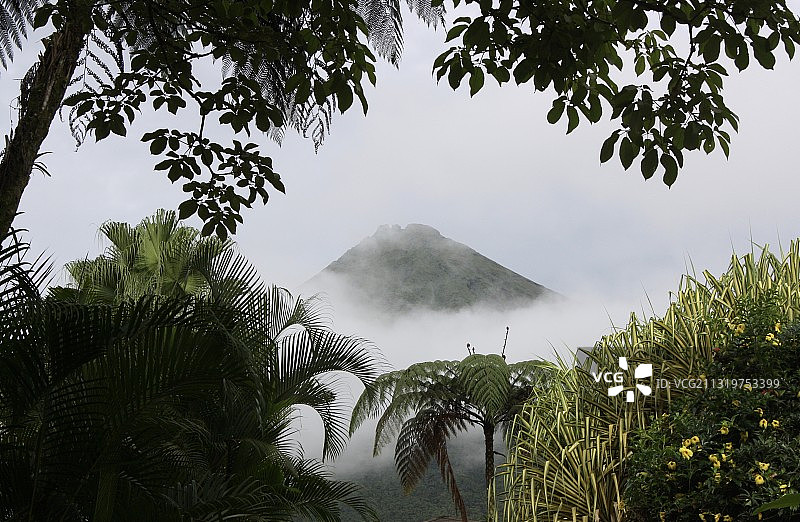 哥斯达黎加的棕榈树仰视视角图片素材
