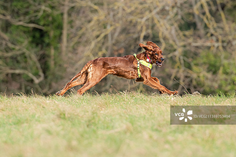 爱尔兰雪达犬在田野上奔跑的侧面照，爱尔兰图片素材