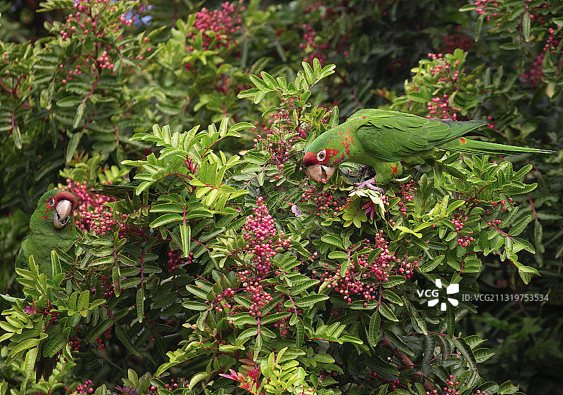 红色开花植物的特写图片素材