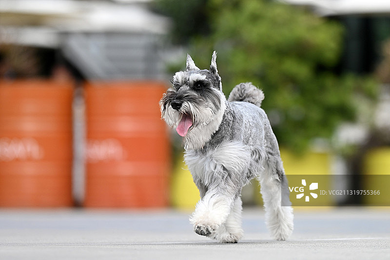 奔跑的雪纳瑞图片素材