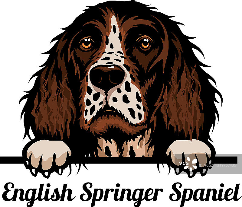 英国激飞猎犬犬种彩色图图片素材