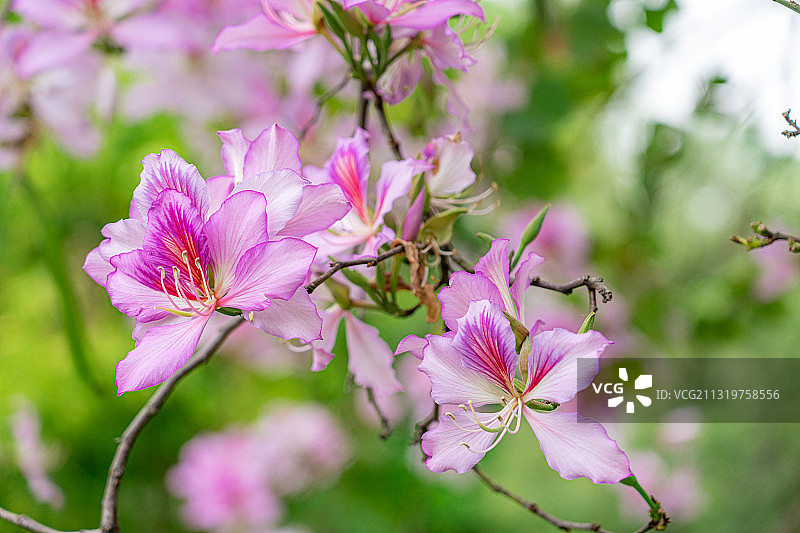春天盛开的洋紫荆花图片素材