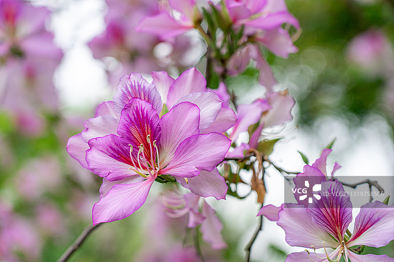 春天盛开的洋紫荆花图片素材